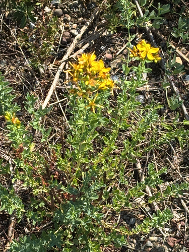 Common St. John's Wort