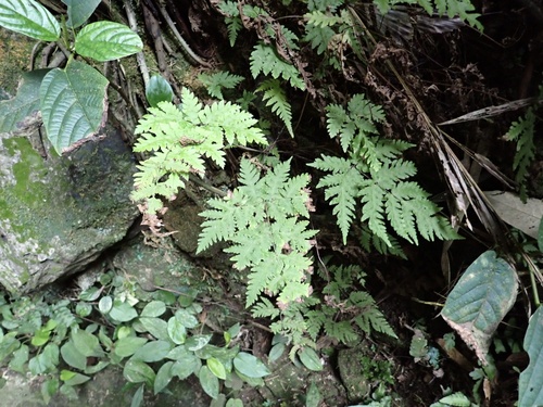 Tectaria membranacea observed 2026-08-08