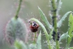 Harmonia axyridis