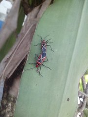 Dysdercus decussatus