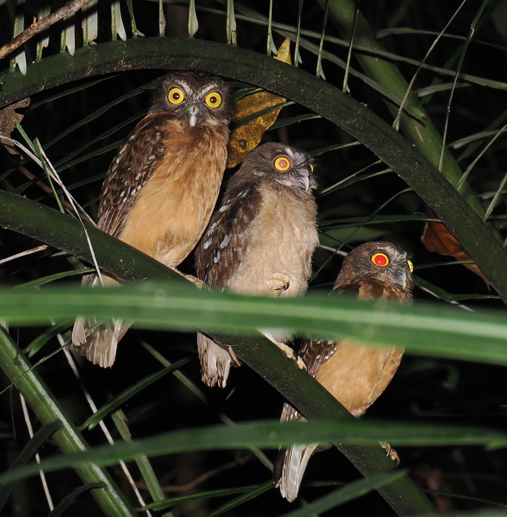 Pungguk oker (Ninox ochracea)
