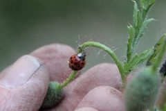 Harmonia axyridis