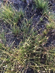 Fimbristylis polytrichoides