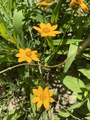 Coreopsis auriculata