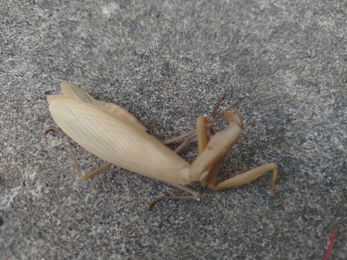 European Mantis