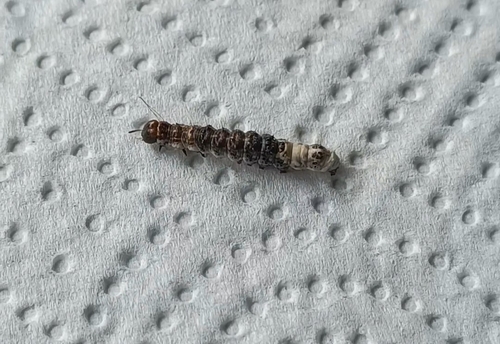 Alder Moth