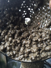 Molgula manhattensis