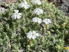 Phlox hoodii