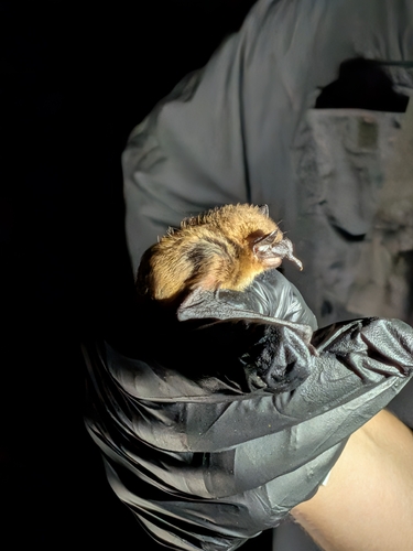 Evening Bat observed by adfloyd
