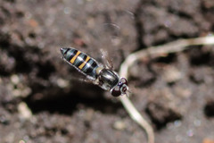 Pseudoscaeva diversifasciata
