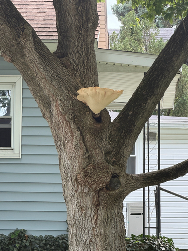 Dryad's Saddle