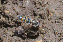 Pseudoscaeva diversifasciata