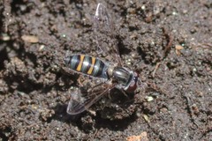 Pseudoscaeva diversifasciata