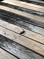 Plestiodon inexpectatus