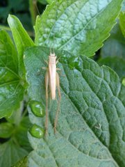 Orthoptera