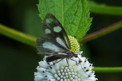 Tithraustes noctiluces