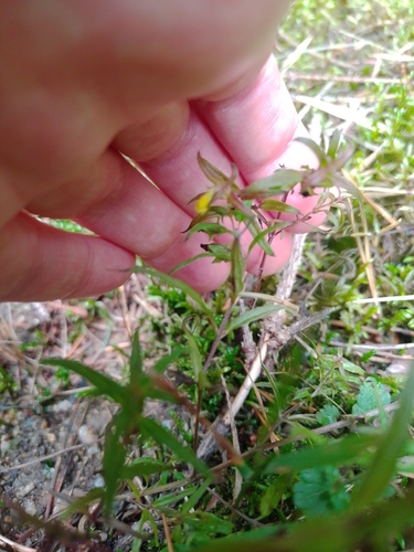 Melampyrum sylvaticum, photograph 2
