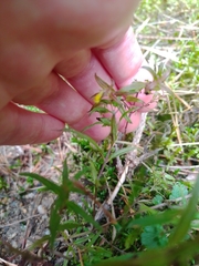 Melampyrum sylvaticum, photograph (c) Philokretes, some rights reserved (CC BY)