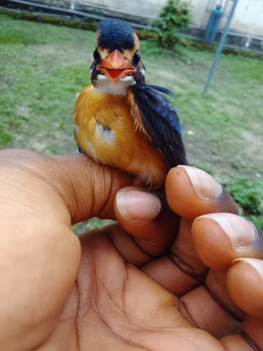 African Pygmy Kingfisher