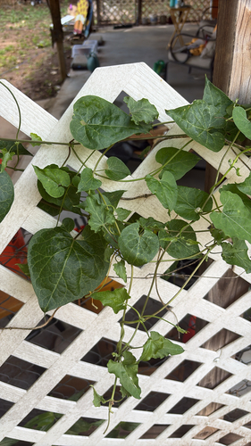 honey-vine climbing milkweed