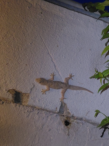Flat-tailed House Gecko