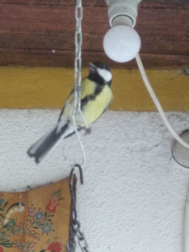 Great Tit