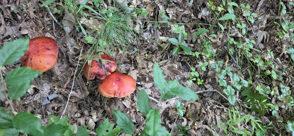 Frost's Bolete · August 2026 · photo: Photo: (c) Hila Taylor, some rights reserved (CC BY) · iNaturalist
