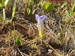 Gentianopsis thermalis, photograph (c) Timon T. K., some rights reserved (CC BY)