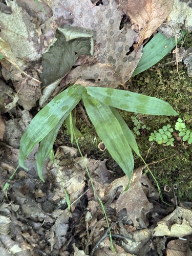 Carex platyphylla, photograph 2