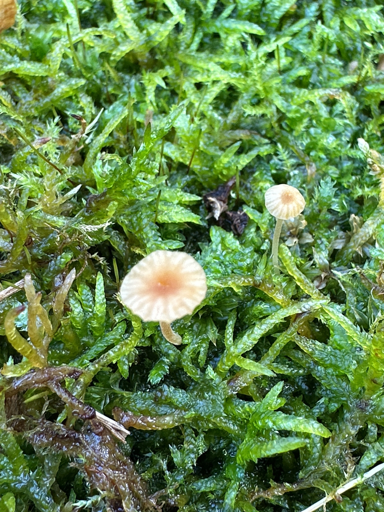 Orange Moss Navel · August 2026 · photo: Photo: (c) JHummel, some rights reserved (CC BY) · iNaturalist