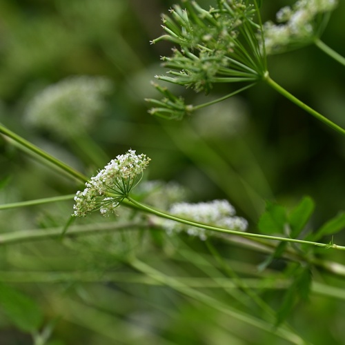 Chaerophyllum aromaticum, photograph 4