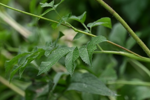 Chaerophyllum aromaticum, photograph 5