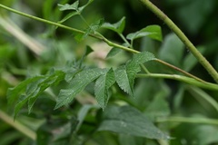 (c) Petr Harant, some rights reserved (CC BY) Chaerophyllum aromaticum, photograph (c) Petr Harant, some rights reserved (CC BY)