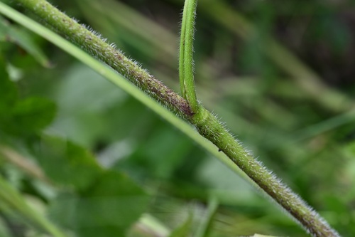 Chaerophyllum aromaticum, photograph 6