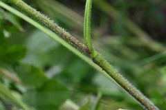 Chaerophyllum aromaticum, photograph (c) Petr Harant, some rights reserved (CC BY)