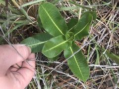Asclepias obovata