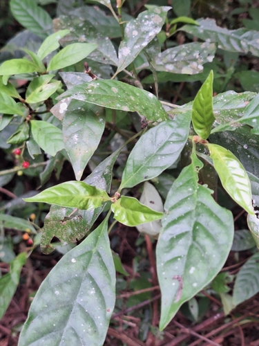 Psychotria carthagenensis, photograph 5