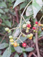 Psychotria carthagenensis, photograph (c) Rocío Esmeralda Pose, some rights reserved (CC BY)