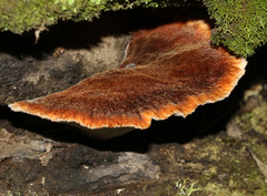 Postia pelliculosa