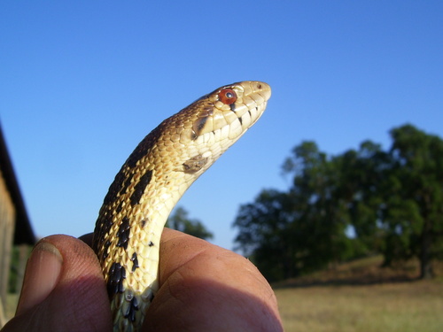 iNaturalist observation photo of Pacific Gopher Snake