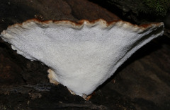 Postia pelliculosa