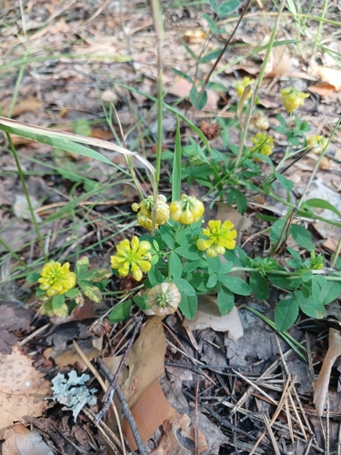 large hop clover