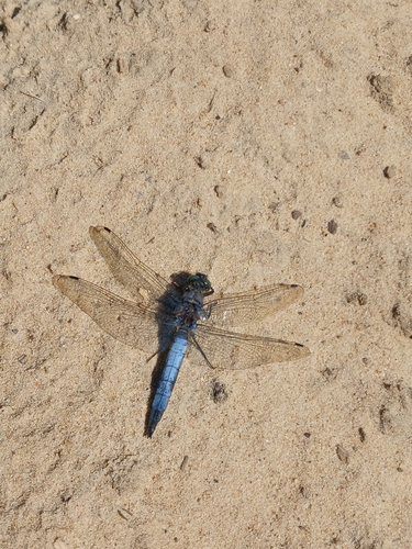 Black-tailed Skimmer