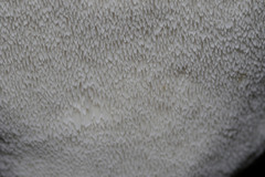 Postia pelliculosa