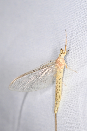 Oriental Mayfly