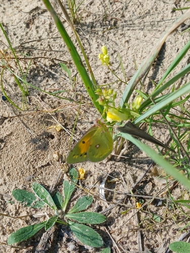 Danube Clouded Yellow