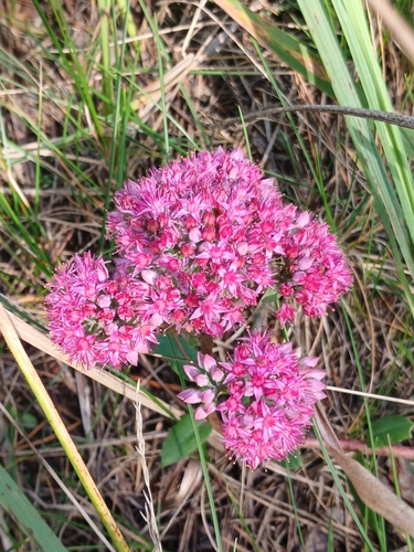 Orpine