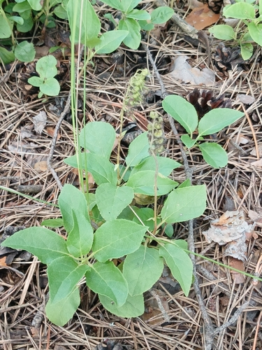 one-sided wintergreen