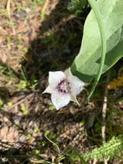 Calochortus elegans