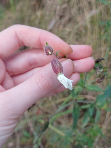 white campion